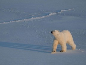Global warming has been happening in the Arctic three to four times faster than elsewhere. (Olivier MORIN/AFP)