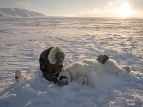 Expedition head Jon Aars changes the GPS collar of a female polar bear off Spitzbergen. (Olivier MORIN/AFP)