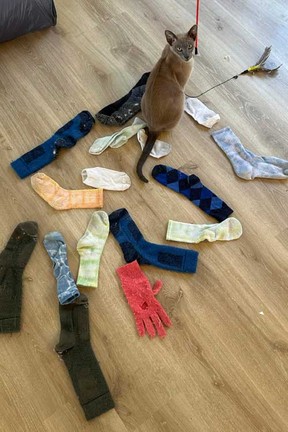 In this photo provided by Helen North, laundry-stealing cat Leo poses on Sept. 25, 2024, with some of the socks it has found and brought to its home in Auckland, New Zealand.