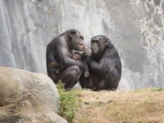 Two chimpanzees sit on a rock ledge, with one holding a newborn.
