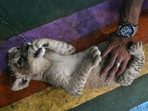 At “lion cafes” customers pose with and pet young lions. (Lillian SUWANRUMPHA/AFP)