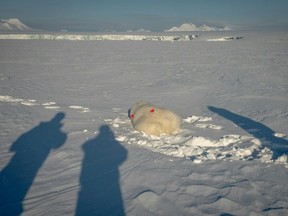 Scientists carefully approach the sedated bear. (Olivier MORIN/AFP)