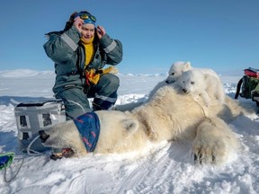 French scientist Marie-Anne Blanchet examines bear cubs on the ice before taking biopsies and blood samples from their sedated mother. (Olivier MORIN/AFP)