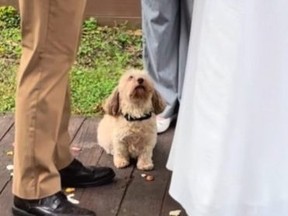 Sweet dog named Gulliver looking up at his owners as they get married.