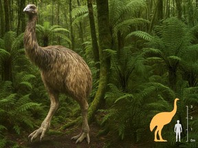 A depiction is represented of the largest species of moa, the South Island giant moa, which once could stand 12 feet (3.6 metres) tall.