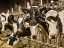 Dairy cows on a farm in B.C. on Dec. 19, 2024.