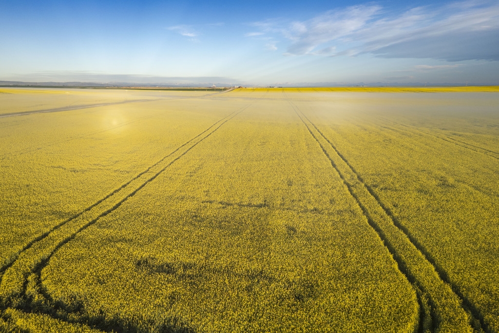 CHARLEBOIS: The canola oil witch hunt
