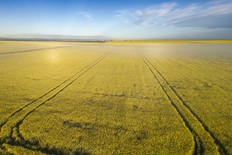 canola