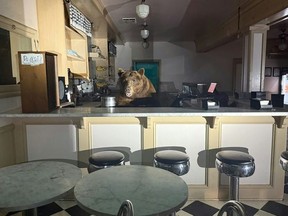 A curious bear on the hunt for something sweet found itself behind the counter of a California ice cream shop. El Dorado County Sheriff’s Office/AFP