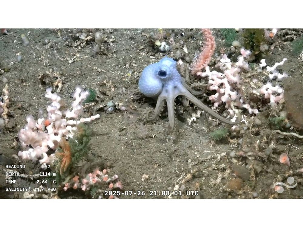 The conversations between the scientists allow amateur enthusiasts a rare insight into the wonders of marine biologyHandout/Schmidt Ocean Institute / ROV SuBastian/AFP