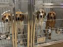 Photo of puppies in a cage a whistleblower says was taken at the Lawson Research Institute at St. Joseph's Hospital in London, Ont. The dogs are used for heart research.