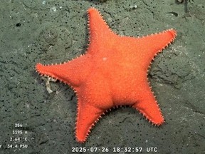 The broadcast of this dark, cold, and vibrant underwater universe has gone viral