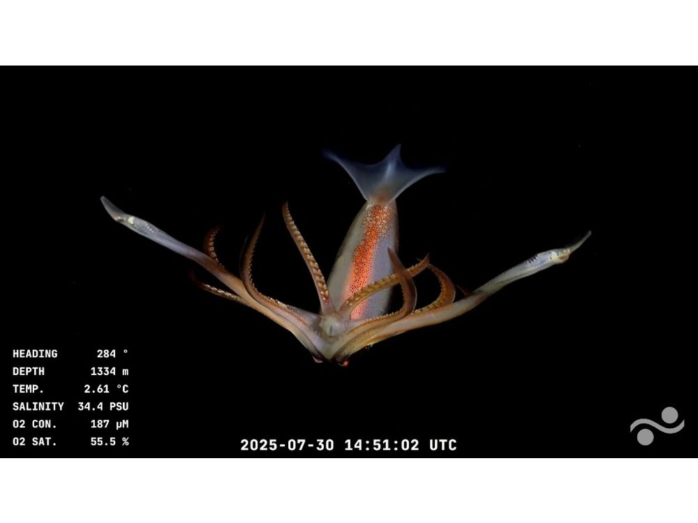 Scientists operate a robot to collect biological samples from the seafloorHandout/Schmidt Ocean Institute / ROV SuBastian/AFP