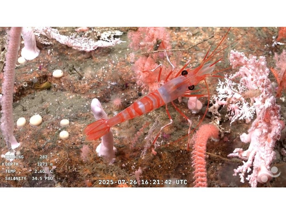 CONICET, the government’s science research arm, has been severely underfunded by libertarian President Javier MileiHandout/Schmidt Ocean Institute / ROV SuBastian/AFP