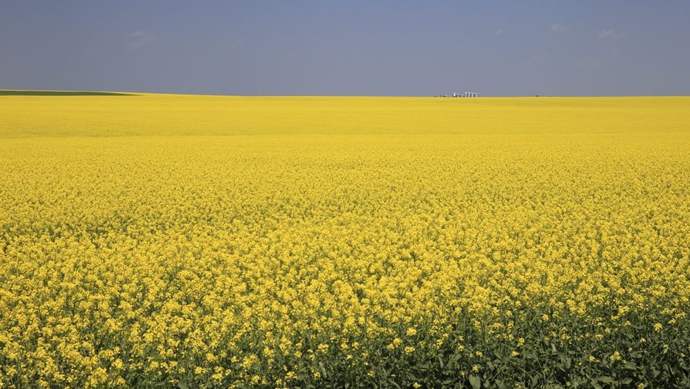 LILLEY: Carney silent as China blasts Canada's canola industry