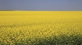 Canola crop field in full blossom near Leader, Sask.