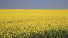 Canola crop field in full blossom near Leader, Sask.