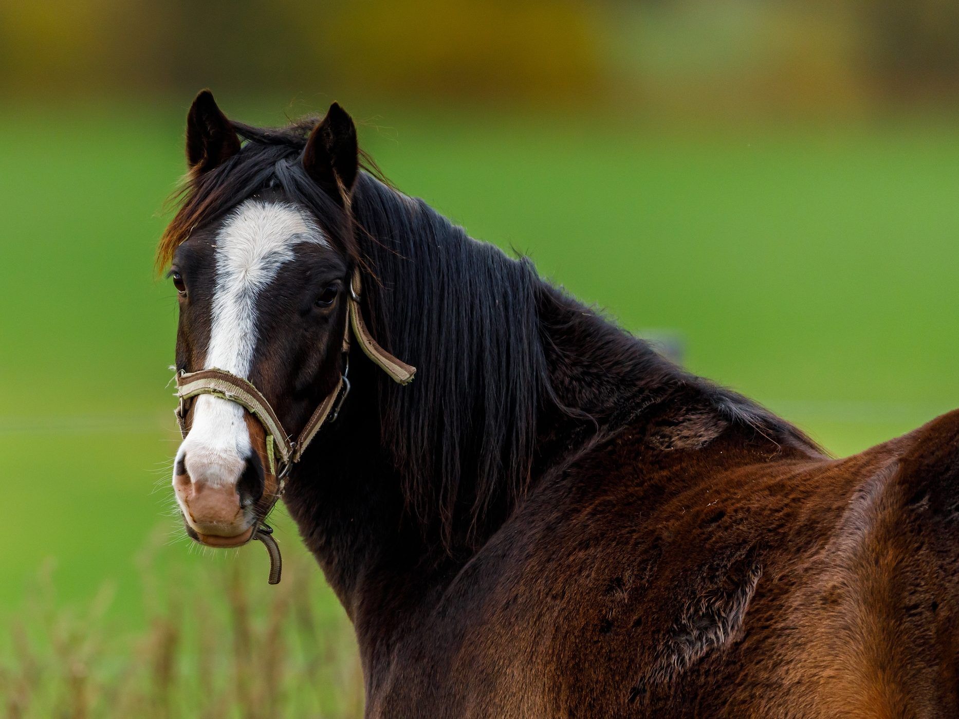 Woman stands by donating daughter’s pony to Denmark zoo to be fed to lions