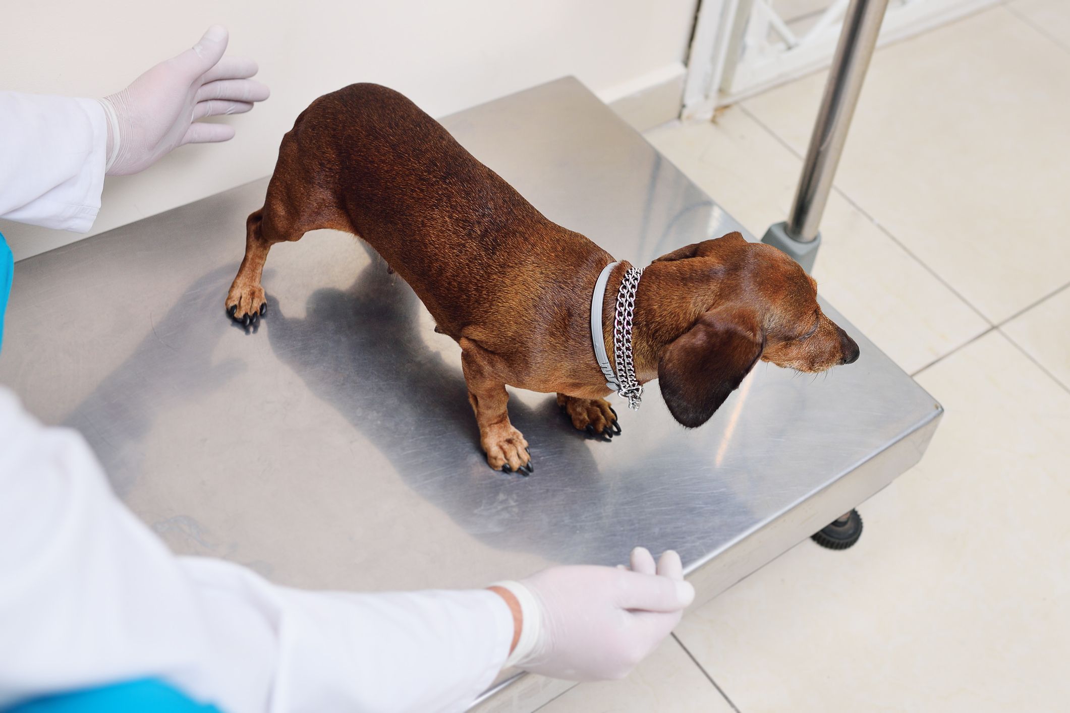 Prospective Ozempic-style drug could help Fido shed pounds post image