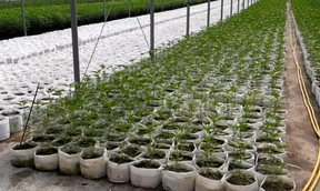 $55 million of illegal cannabis
