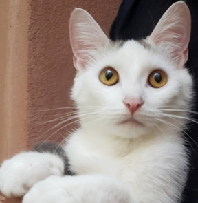Cookie the cat.