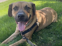 Lyle, a two-year-old, mixed breed male dog, is looking for fostering or his forever home after being transferred to the Toronto Humane Society in October 2024 after living through a North Carolina hurricane.