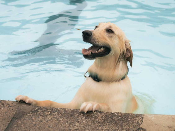 SURF'S PUP: City of Toronto offering free dog swimming at select pools