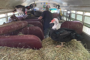 YUCK! The photo shows disturbing conditions on the Bestiality Bus. SPCA
