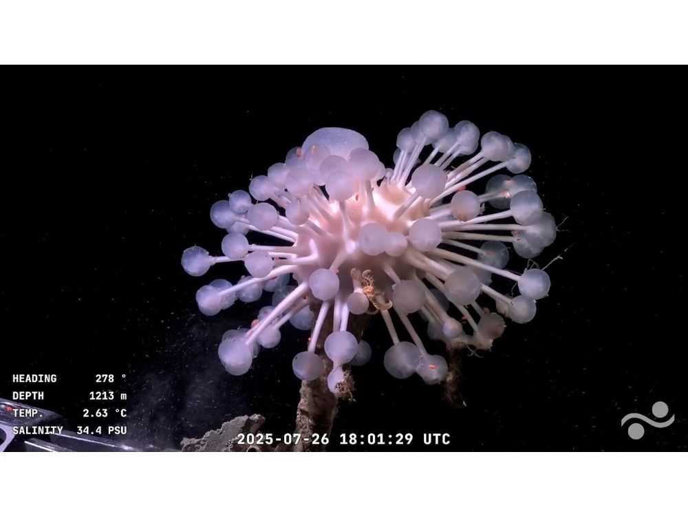 This is the first time that human eyes — albeit remotely — have seen this underwater oasis in real timeHandout/Schmidt Ocean Institute / ROV SuBastian/AFP