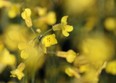 Caught between China and the United States means Canada, and its canola farmers, are not in a good place.