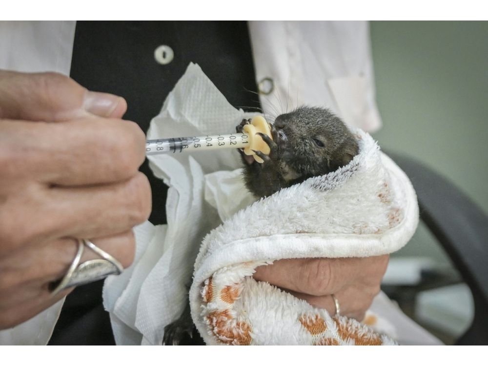 A member of the group feeds a baby squirrel. (Aris MESSINIS/AFP)