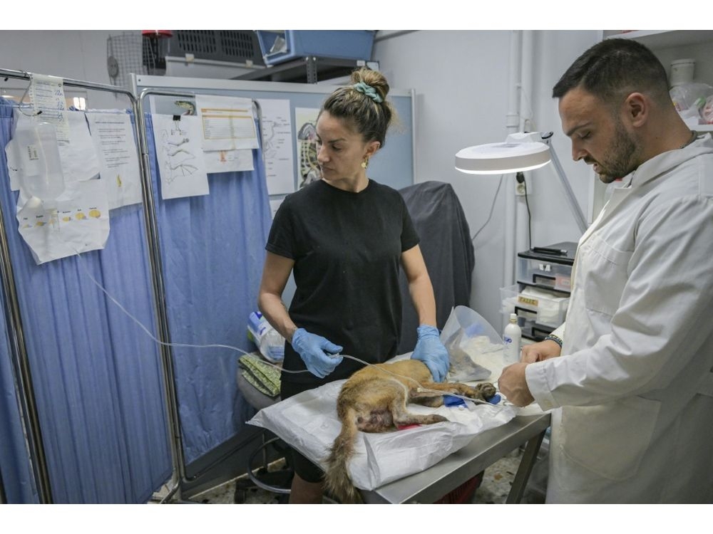 The group has seen a surge in animal admissions as forest fires become worse and more frequent. (Aris MESSINIS/AFP)