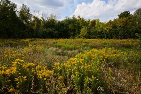 The natural grave area on the Meadowvale Cemetery