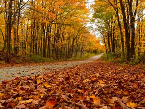 Une route à l'automne