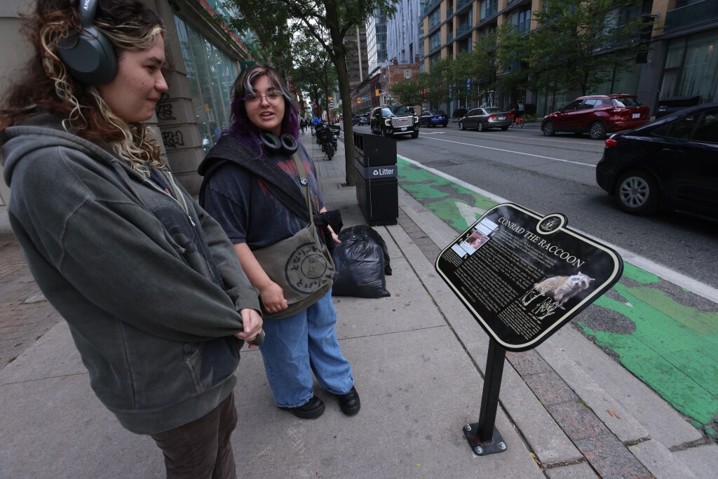  Heritage Toronto’s Conrad the Raccoon plaque at 819 Yonge St. has a couple of admirers on Wednesday September 10, 2025. The city charity, which is responsible for historical plaques, put up the tribute to the internet sensation in July, intended as something it could make that would be “quick and fun.”
