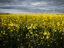 Canola plants bloom in a pasture on a farm near Cremona, Alta., Friday, July 18, 2025.