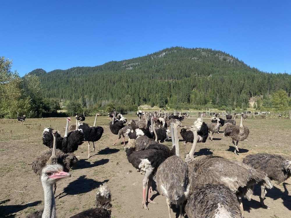 OSTRICH MASSACRE APPROVED: Court Fails to Stop Brutal Cull!