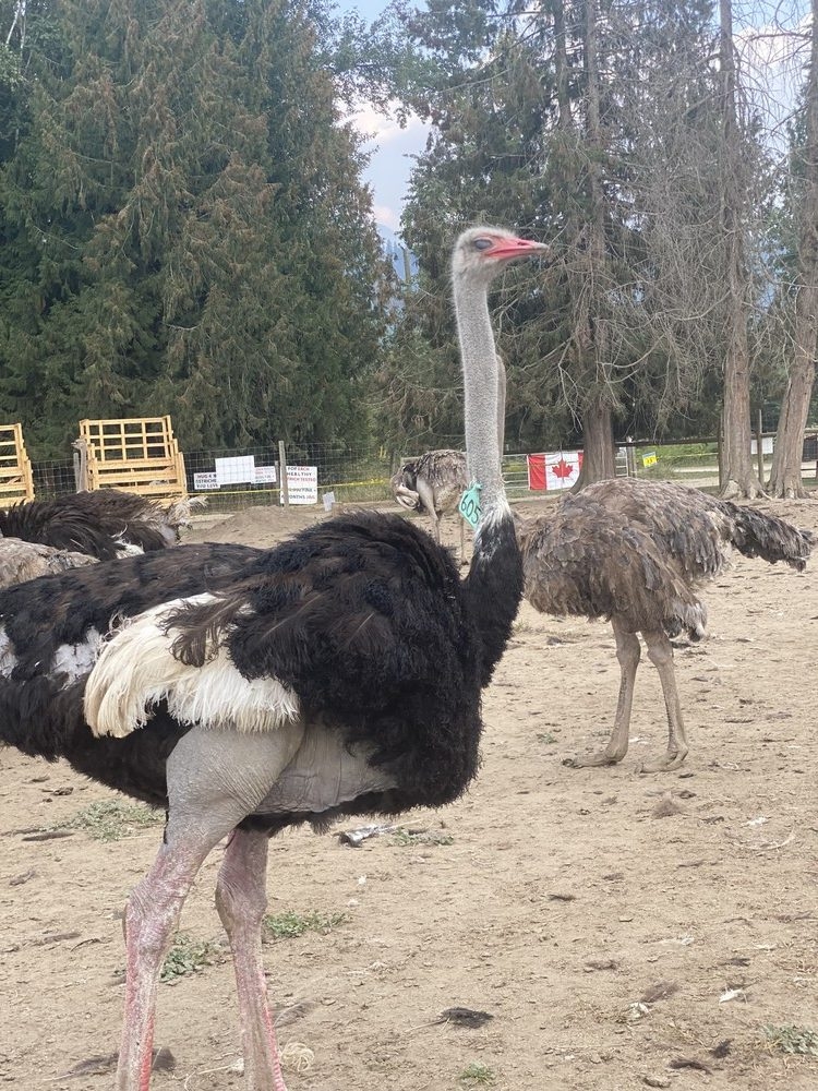 OSTRICH FARM DEATH: Police SILENCE Protesters – What Are They HIDING?