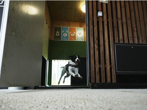 092225-Italy_Airport_Dog_Hotel