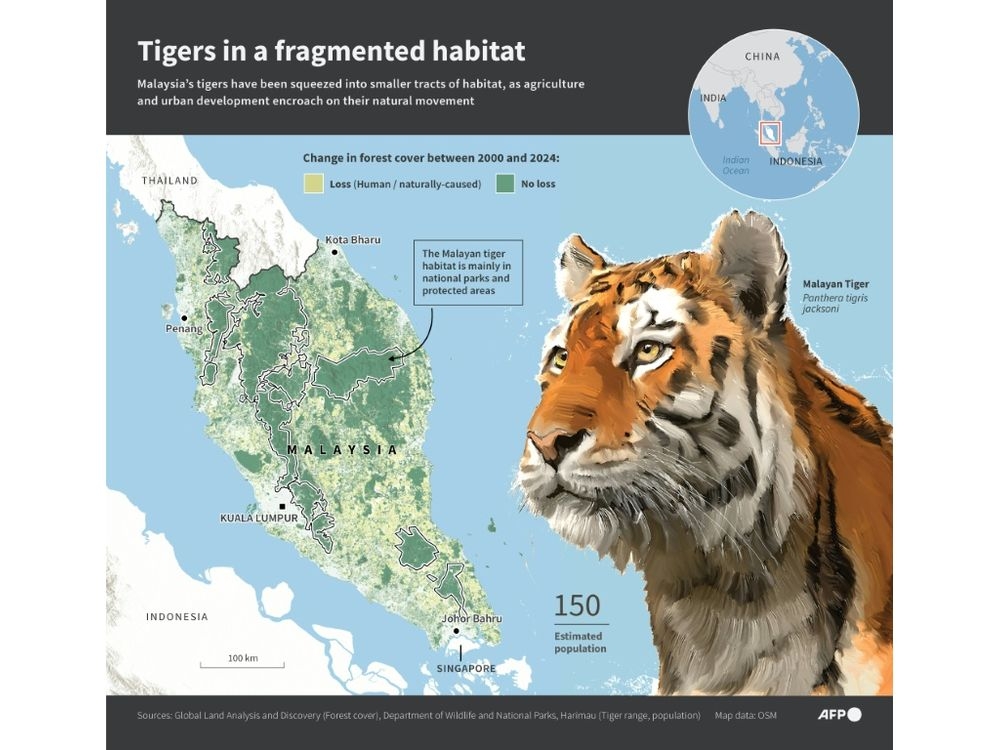 Infographic map showing the geographical range of the Malayan tiger, as well as forest loss in the Malian Peninsula between 2000 and 2024. (Nicholas SHIRMAN/AFP)