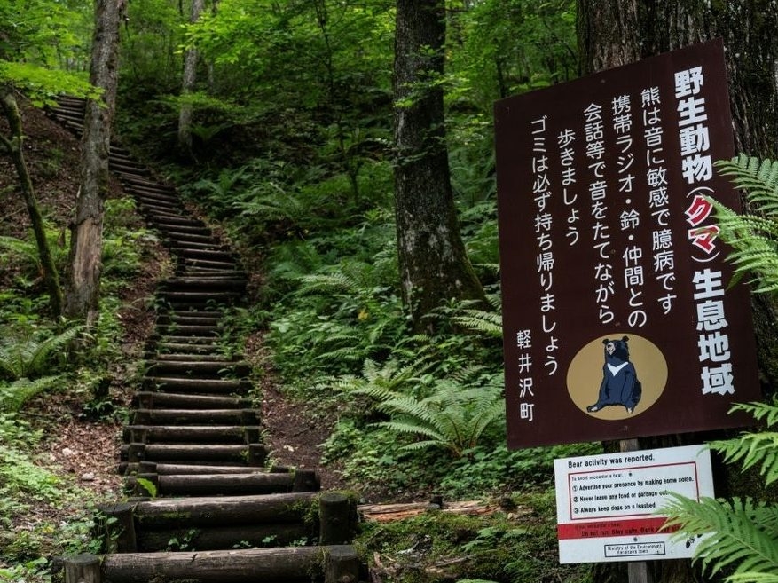 Japan governor asks for military help against 'dire' bear attacks