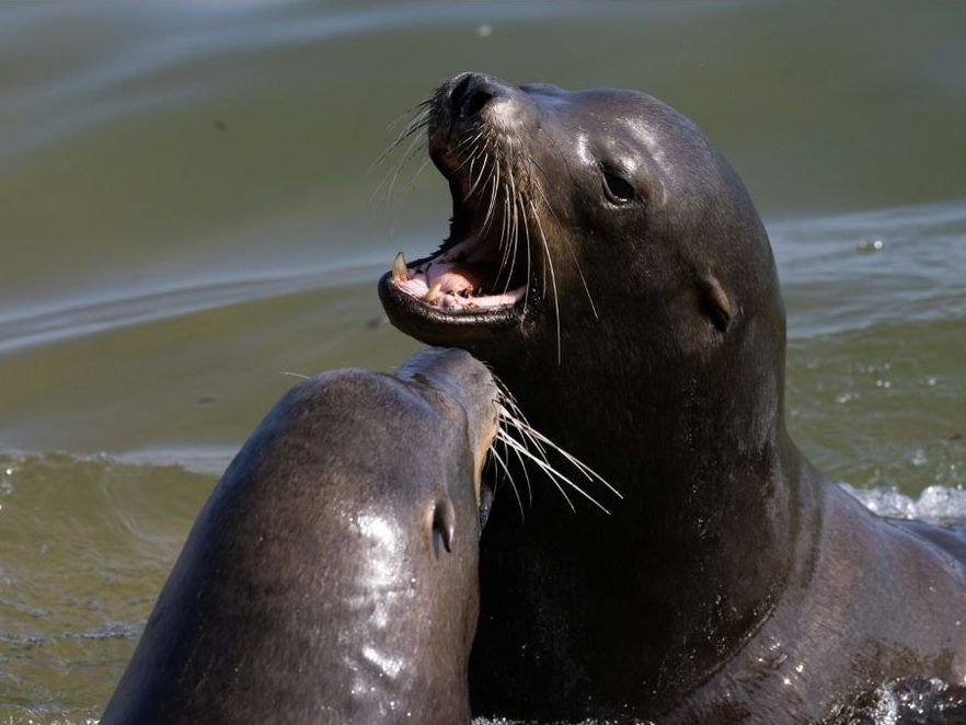 Man who beheaded sea lion in second California attack hunted