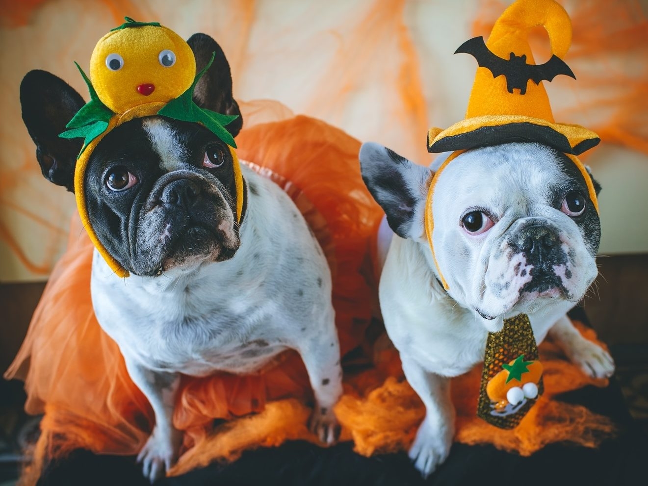 HALLOWEEN HORROR FOR PETS: Protect Them NOW!
