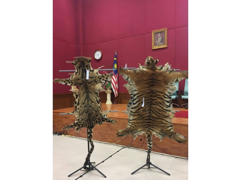 According to Malaysia's Department of Wildlife and National Parks, a single Malayan tiger carcass can fetch about $60,000 on the black market, while the skin can fetch about $24,000. (Beatrix SIM/MALAYSIA WILDLIFE DEPARTMENT/AFP/File)