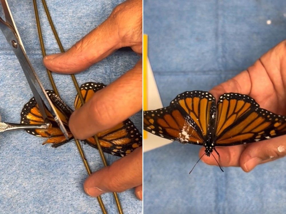 Monarch butterfly gets new lease on life after broken wing repaired