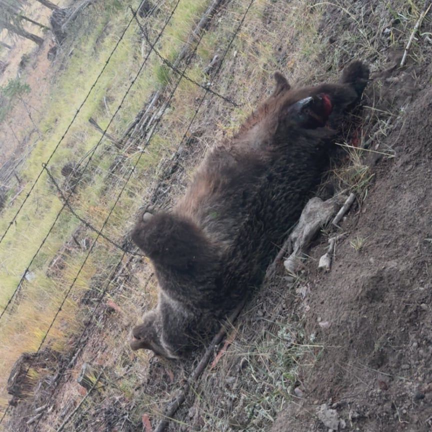 Grizzly-Bear-Survivor 20251021