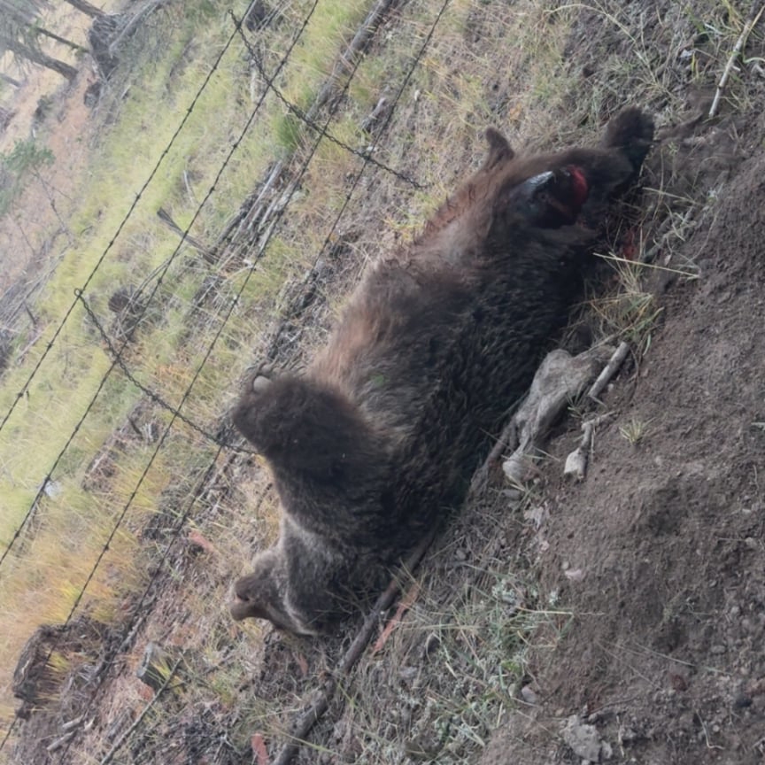 A grizzly sow that attacked Joe Pendry near Fort Steele, B.C., on Thursday, Oct. 2, 2025, is seen in this undated handout photo. Pendry, who shot the animal before fighting it off with his bare hands continues to recover in Kelowna General Hospital. (THE CANADIAN PRESS/Handout — Janice Pendry) A grizzly sow that attacked Joe Pendry near Fort Steele, B.C., on Thursday, Oct. 2, 2025, is seen in this undated handout photo. Pendry, who shot the animal before fighting it off with his bare hands continues to recover in Kelowna General Hospital. (THE CANADIAN PRESS/Handout — Janice Pendry)