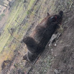 Grizzly-Bear-Survivor 20251021