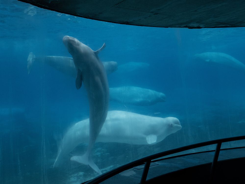 Marineland now seeking permits to ship remaining belugas to U.S: Sources