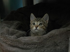 動物は養子縁組可能な動物を陸上に育てます 動物は養子縁組可能な動物を陸上に育てます